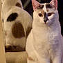 cat, mirror, white_cat, patches, sitting, indoor, pet, feline, curious, reflection, animal, fur, whiskers, ears, tail, brown_patch, black_patch, looking, calm, domestic_cat