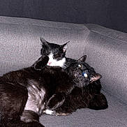 Fripouille participe au concours pour gagner de l'argent avec cette photo : animal, black_cat, cat, cats, couch, cozy, cuddling, flash_photography, fur, furniture, glowing_eyes, indoor, paws, pet, relaxing, snuggling, sofa, tuxedo_cat, two_cats, whiskers