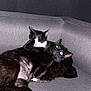 animal, black_cat, cat, cats, couch, cozy, cuddling, flash_photography, fur, furniture, glowing_eyes, indoor, paws, pet, relaxing, snuggling, sofa, tuxedo_cat, two_cats, whiskers