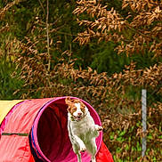 Hela participe au concours pour gagner de l'argent avec cette photo : action_shot, agility, animal, brown_and_white, collar, dog, forest, garden, grass, greenery, happy, jumping, nature, outdoor, pet, playful, puppy, running, training, tunnel