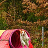action_shot, agility, animal, brown_and_white, collar, dog, forest, garden, grass, greenery, happy, jumping, nature, outdoor, pet, playful, puppy, running, training, tunnel