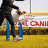 Hela a rejoint le concours — aidez-le/la à gagner de superbes lots ! action, agility, athlete, brown_and_white, canine, competition, dog, field, floppy_ears, grass, handler, hurdle, jumping, outdoor, person, running, sponsor_banner, sport, sunlight, training