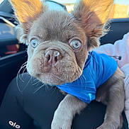 Gizmo joined the competition — help win amazing prizes! puppy, dog, blue_eyes, ears, blue_shirt, pet, car_interior, lap, close_up, fur, whiskers, young_dog, adorable, cute, animal, pet_clothing, indoors, natural_light, person, black_pants