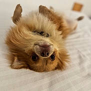 Umi a rejoint le concours — aidez-le/la à gagner de superbes lots ! dog, fluffy, bed, upside_down, cute, pet, animal, fur, lying_down, white_background, indoors, soft, relaxed, small_dog, close_up, adorable, canine, sleeping_position, cozy, friendly