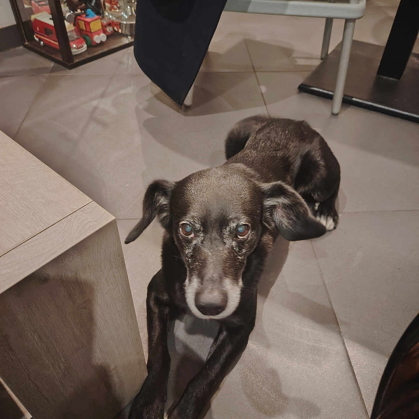 Mickey a rejoint le concours — aidez-le/la à gagner de superbes lots ! adult, animal, canine, chair, couch, dog, door, furniture, hound, indoors, interiordesign, labradorretriever, male, man, person, pet, plywood, pointer, puppy, wood
