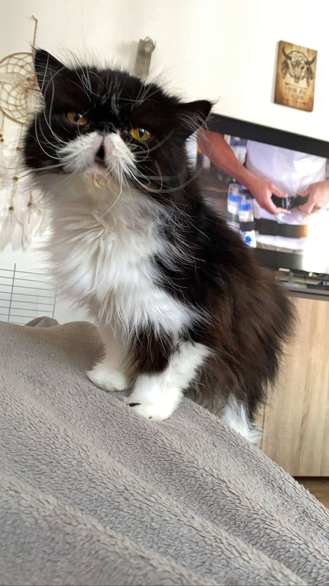 Halexia participe au concours pour gagner de l'argent avec cette photo : asian_semi_longhair, british_longhair, british_semi_longhair, carnivore, cat, domestic_long_haired_cat, fawn, felidae, fur, kitten, maine_coon, mammal, napoleon_cat, norwegian_forest_cat, persian, ragamuffin, small_to_medium_sized_cats, whiskers