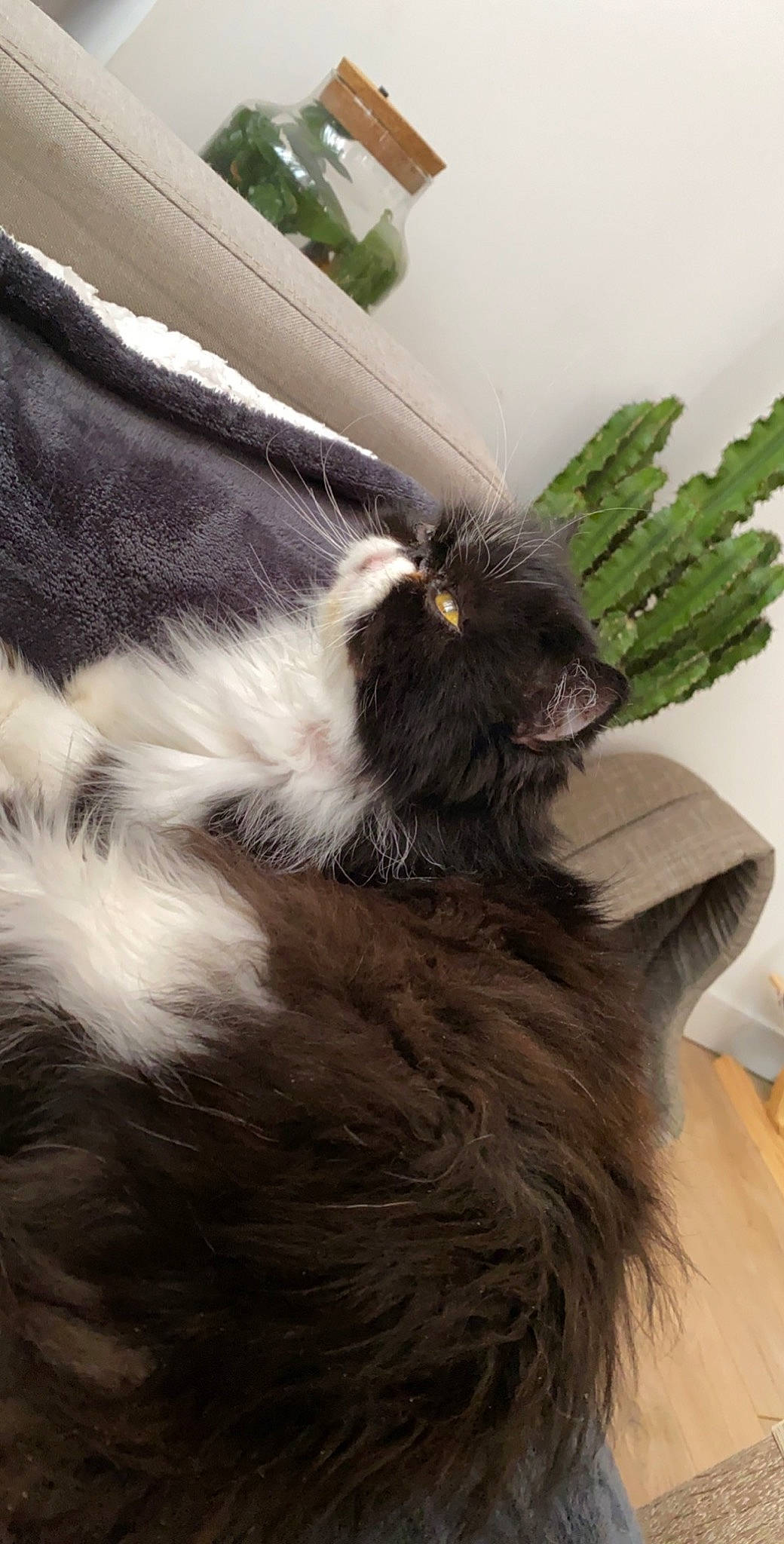 Halexia participe au concours pour gagner de l'argent avec cette photo : british_longhair, carnivore, cat, domestic_long_haired_cat, felidae, fur, maine_coon, norwegian_forest_cat, persian, ragamuffin, small_to_medium_sized_cats, tail, whiskers