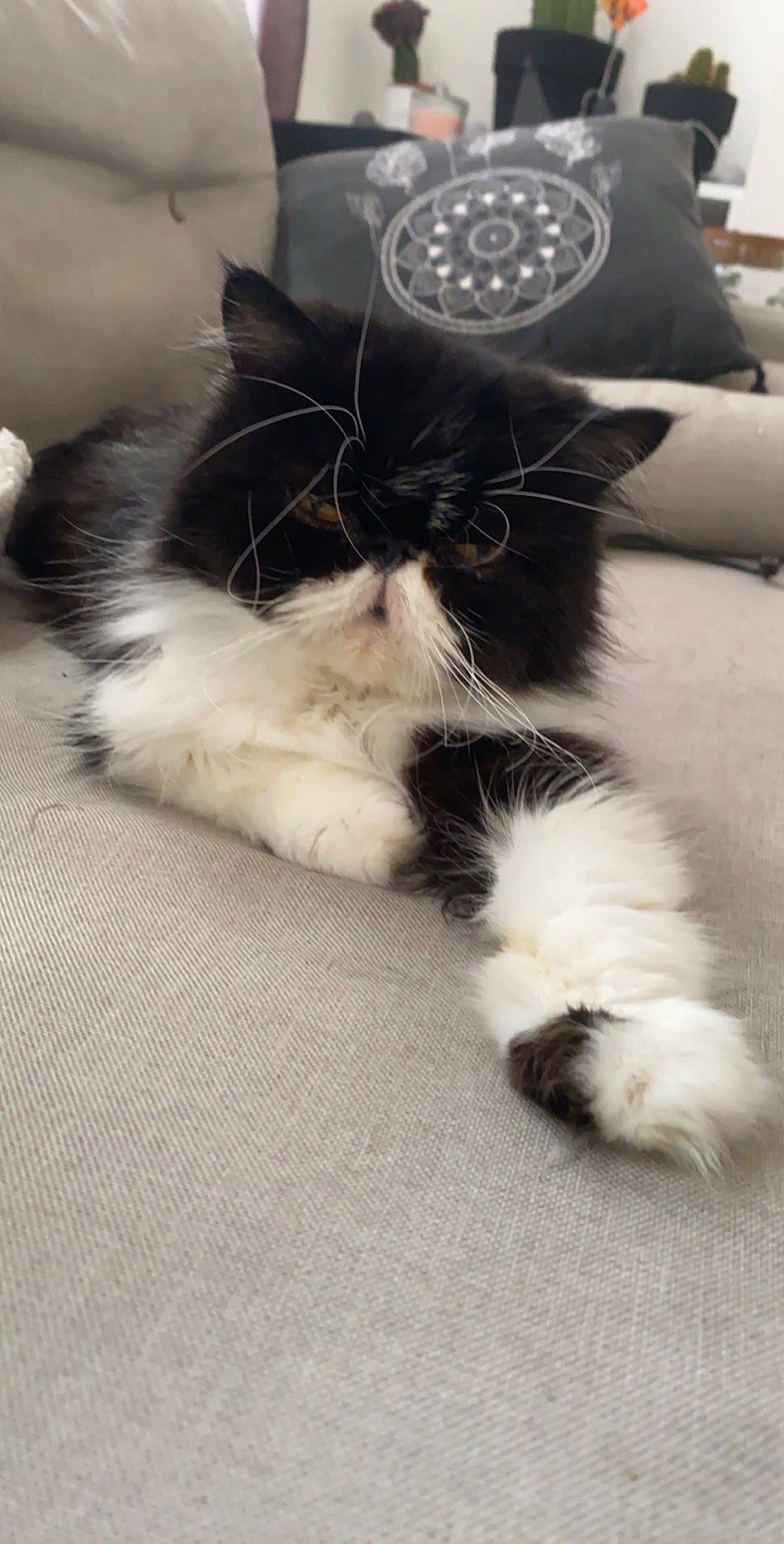 Halexia participe au concours pour gagner de l'argent avec cette photo : black_and_white, carnivore, cat, domestic_long_haired_cat, felidae, fur, kitten, mammal, norwegian_forest_cat, paw, persian, small_to_medium_sized_cats, whiskers