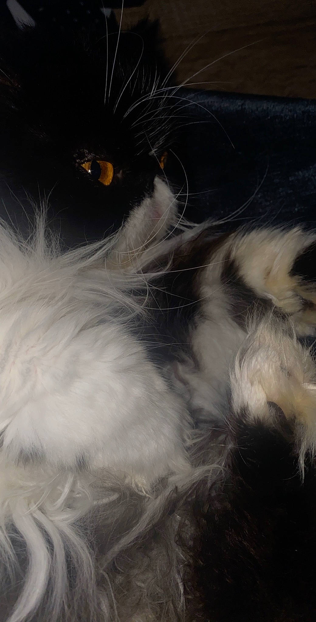 Halexia participe au concours pour gagner de l'argent avec cette photo : black_and_white, carnivore, cat, domestic_long_haired_cat, ear, felidae, fur, norwegian_forest_cat, paw, small_to_medium_sized_cats, snout, whiskers