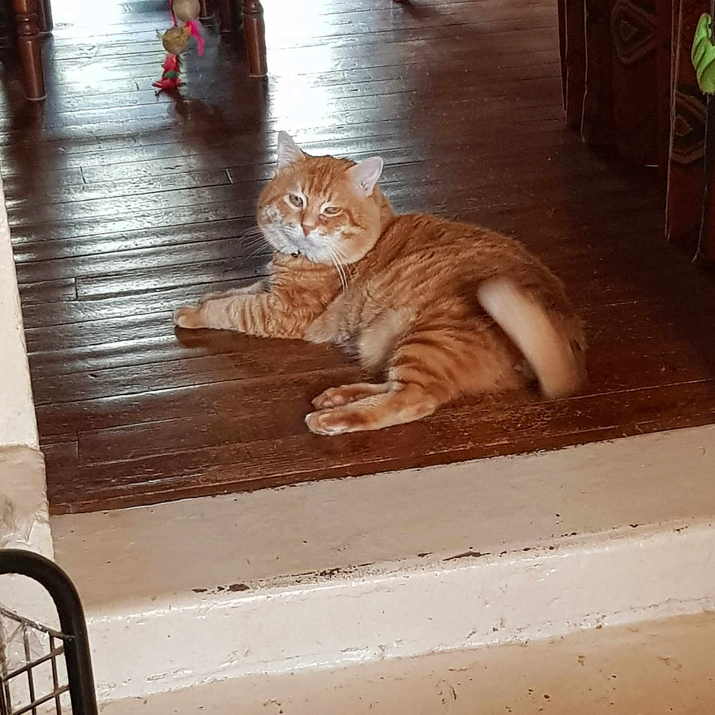 Lampion participe au concours pour gagner de l'argent avec cette photo : animal, cat, cozy, cute, domestic_cat, ears, floor, fluffy_tail, fur, furniture, home, indoor, laying_down, looking, orange_tabby, pet, relaxed, resting, whiskers, wooden_floor