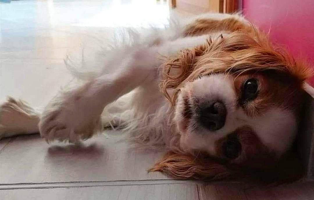 Fifi participe au concours pour gagner de l'argent avec cette photo : ball, canidae, carnivore, cocker_spaniel, companion_dog, dog, dog_breed, ear, fawn, flooring, fur, hardwood, liver, spaniel, sporting_group, terrestrial_animal, toy_dog, whiskers, wood, working_animal