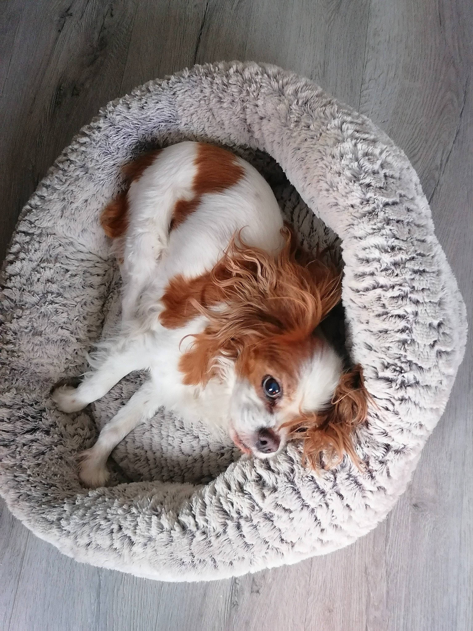 Fifi a rejoint le concours — aidez-le/la à gagner de superbes lots ! canidae, carnivore, companion_dog, dog, dog_breed, dog_supply, fawn, felidae, fur, liver, paw, pet_supply, small_to_medium_sized_cats, snout, spaniel, sporting_group, tail, toy_dog, whiskers, wood