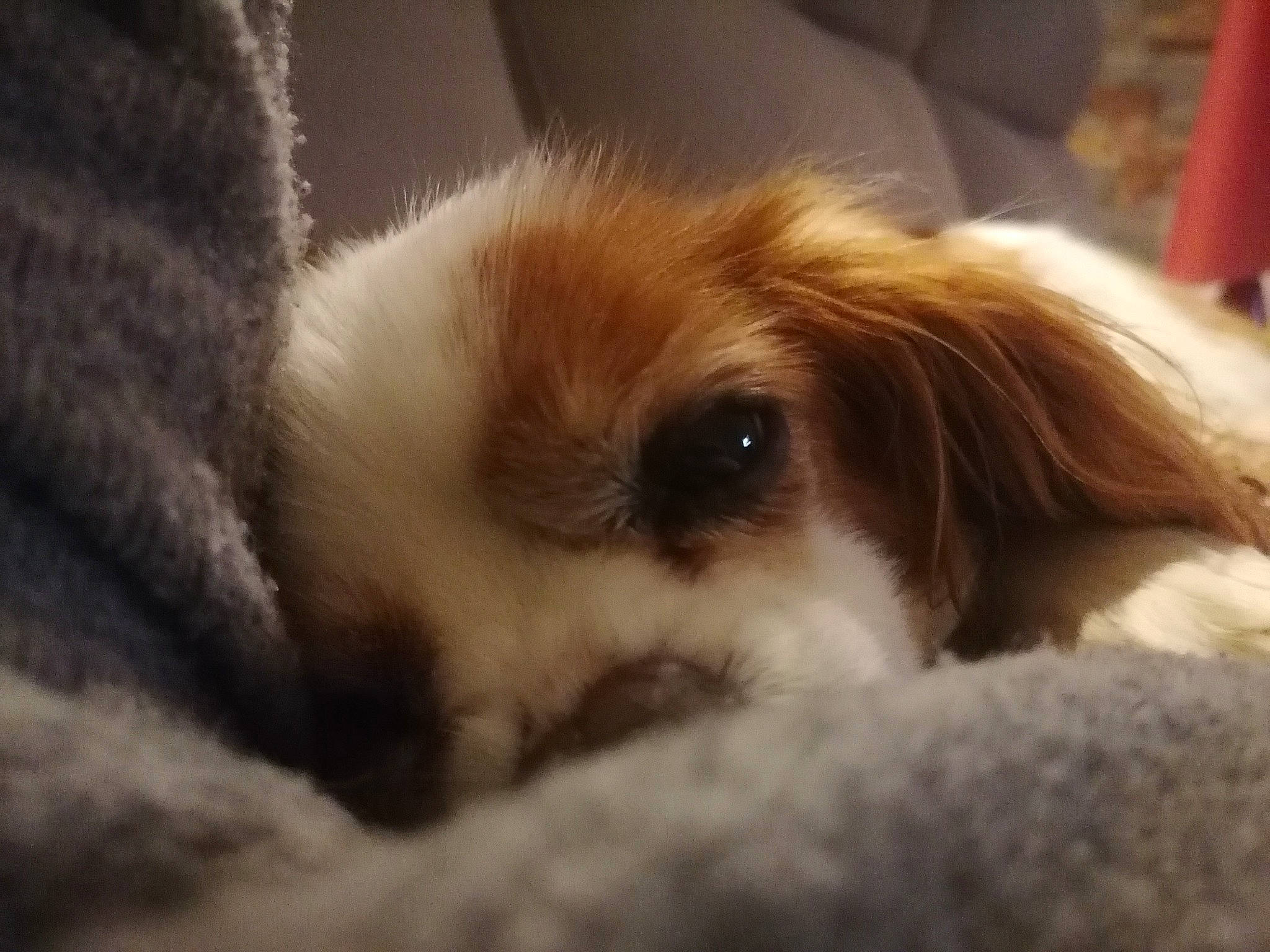 Fifi a rejoint le concours — aidez-le/la à gagner de superbes lots ! canidae, carnivore, cavalier_king_charles_spaniel, companion_dog, dog, dog_breed, eye, fawn, fur, king_charles_spaniel, liver, paw, puppy, snout, sporting_group, terrestrial_animal, tibetan_spaniel, toy_dog, whiskers, working_animal