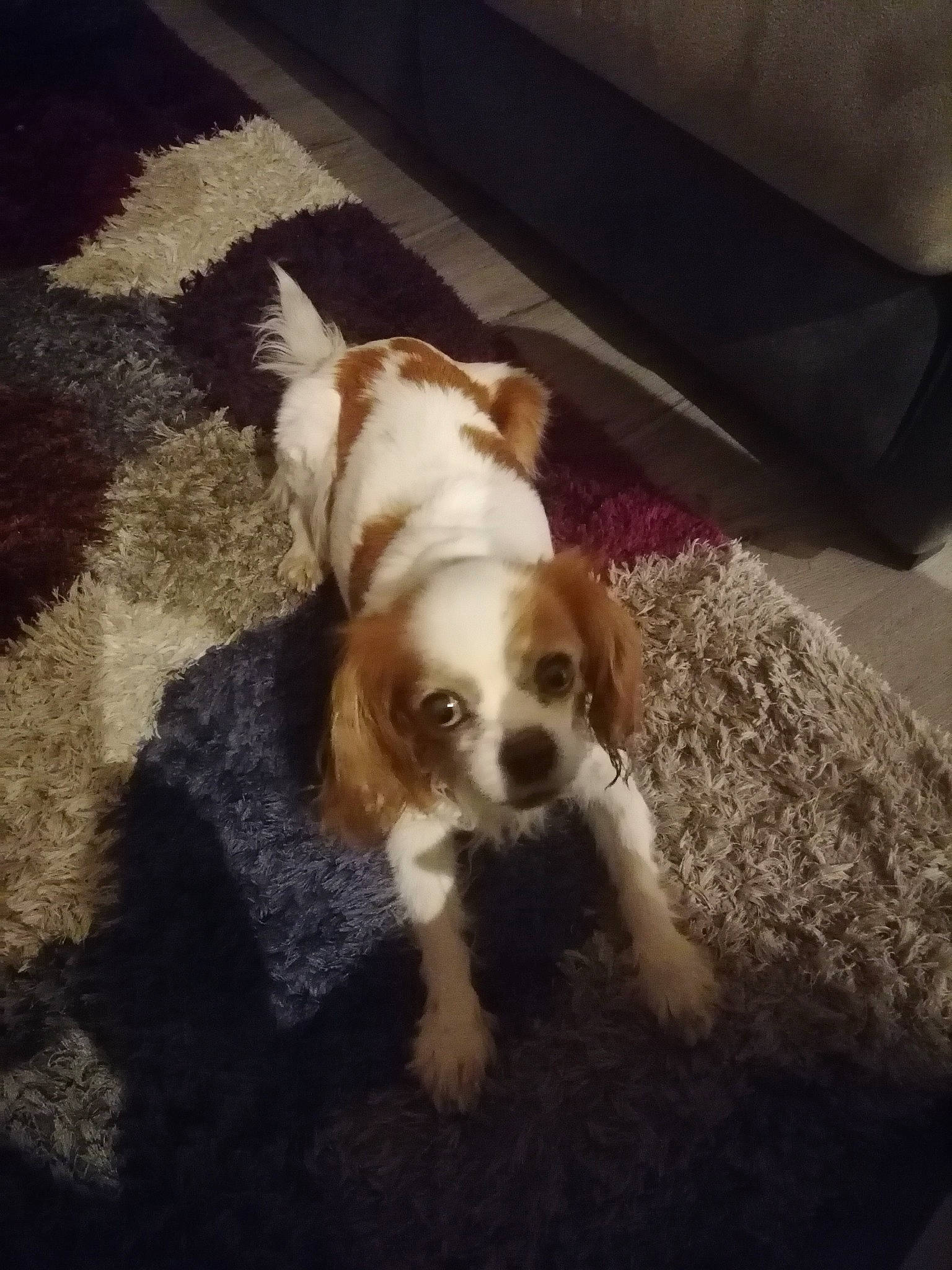 Fifi participe au concours pour gagner de l'argent avec cette photo : canidae, carnivore, comfort, companion_dog, dog, dog_breed, dog_supply, eyewear, fawn, floor, flooring, fur, liver, snout, sporting_group, tail, terrestrial_animal, toy_dog, wood, working_animal