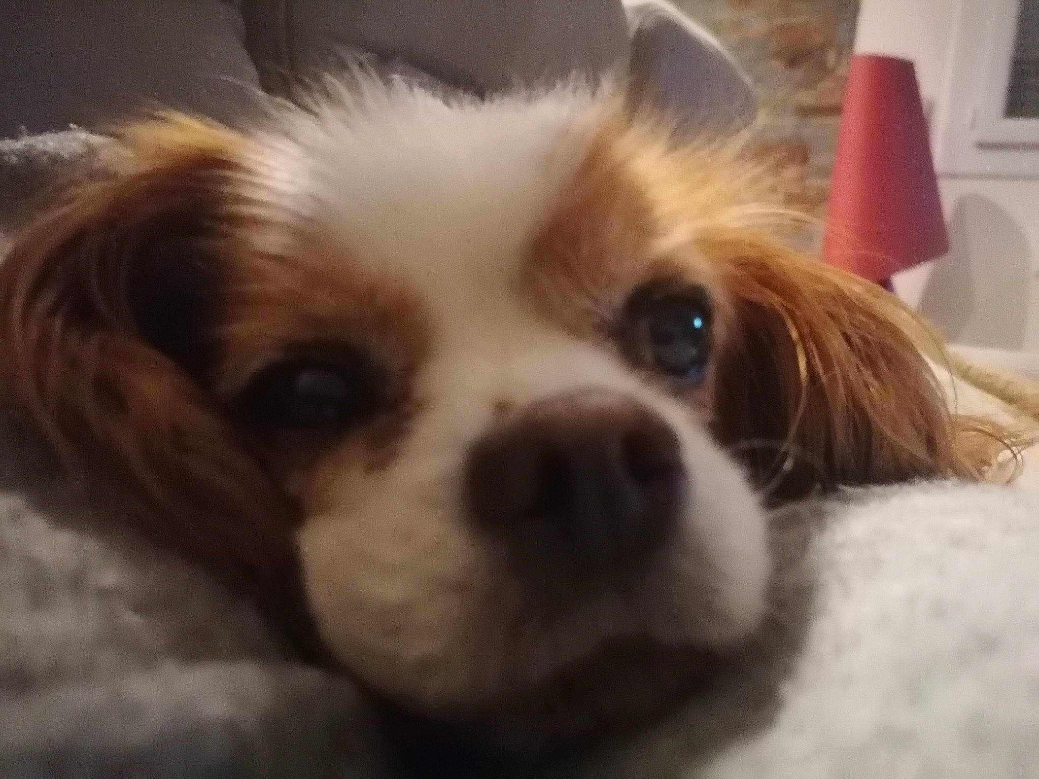 Fifi a rejoint le concours — aidez-le/la à gagner de superbes lots ! bored, canidae, carnivore, companion_dog, dog, dog_breed, eye, fawn, fur, head, king_charles_spaniel, liver, puppy, snout, spaniel, sporting_group, terrestrial_animal, toy_dog, whiskers, working_animal