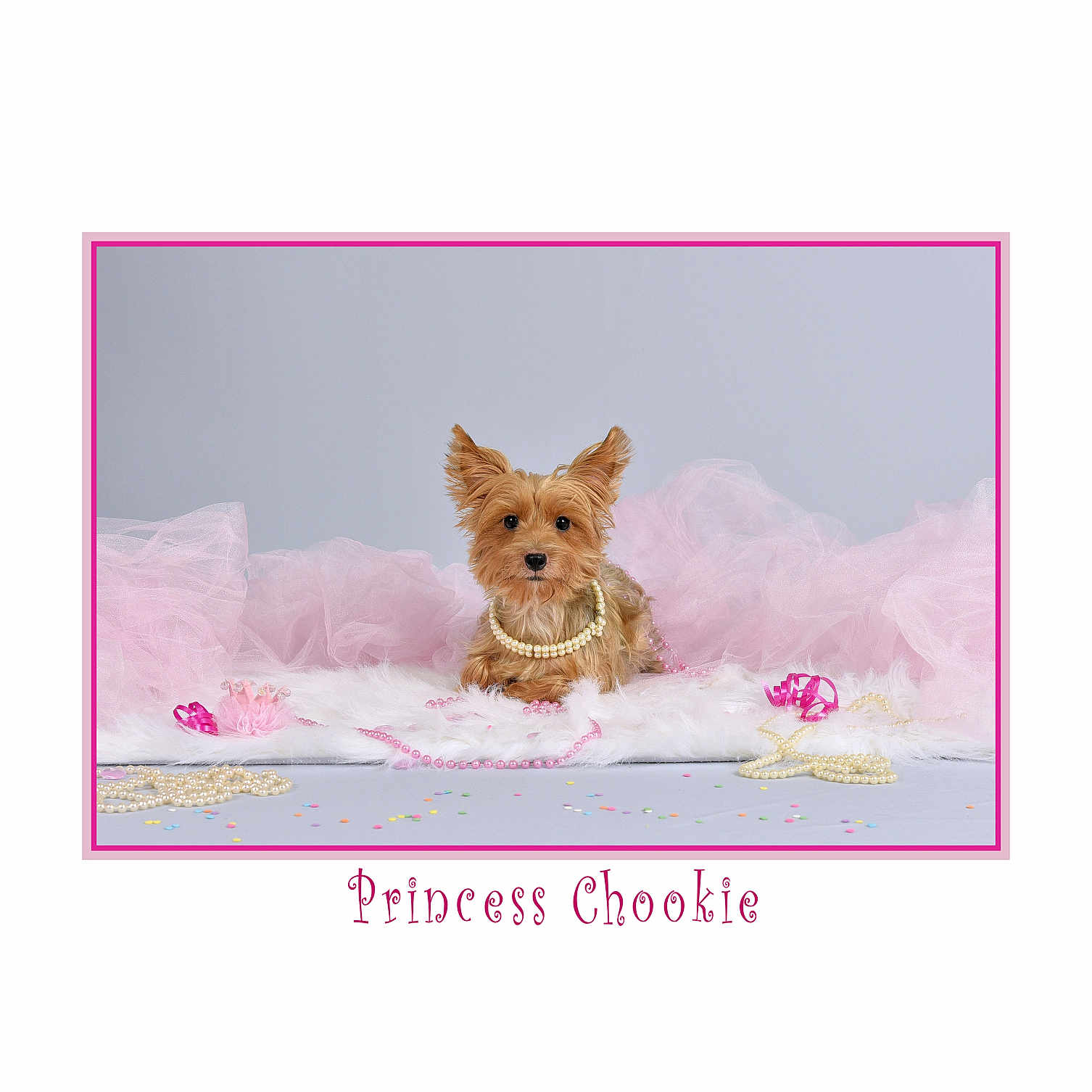 Chookie joined the competition — help win amazing prizes! accessories, airedale, animal, bag, canine, dog, envelope, featherboa, flower, greetingcard, handbag, jewelry, leash, mail, necklace, pet, plant, puppy, terrier, whitedog