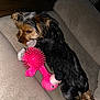 Chookie joined the competition — help win amazing prizes! animal, architecture, building, canine, chair, cockerspaniel, couch, cushion, dog, furniture, homedecor, hound, indoors, livingroom, pet, plush, puppy, room, terrier, toy