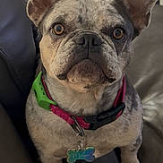 Muligan is registered to the contest to win money with this photo: french_bulldog, dog, pet, couch, leather, collar, dog_tag, ears, brown_eyes, indoor, home, animal, sitting, looking_up, fur, cute, companion, canine, portrait, attention