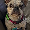 french_bulldog, dog, pet, couch, leather, collar, dog_tag, ears, brown_eyes, indoor, home, animal, sitting, looking_up, fur, cute, companion, canine, portrait, attention