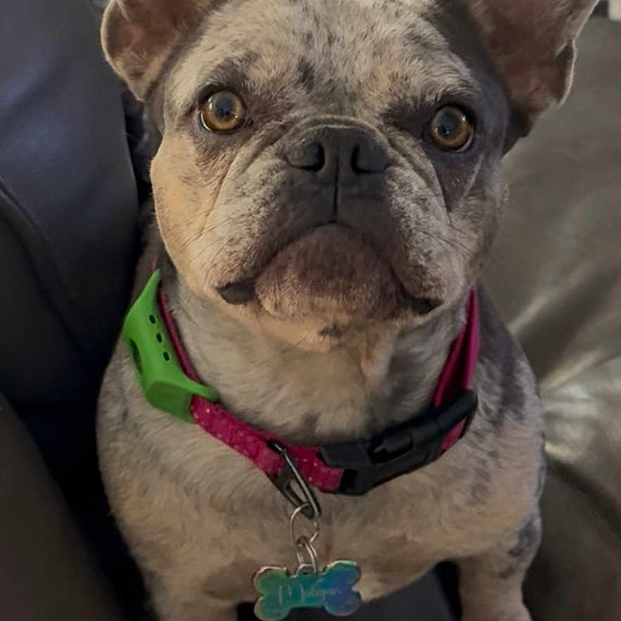 Muligan is registered to the contest to win money with this photo: french_bulldog, dog, pet, couch, leather, collar, dog_tag, ears, brown_eyes, indoor, home, animal, sitting, looking_up, fur, cute, companion, canine, portrait, attention