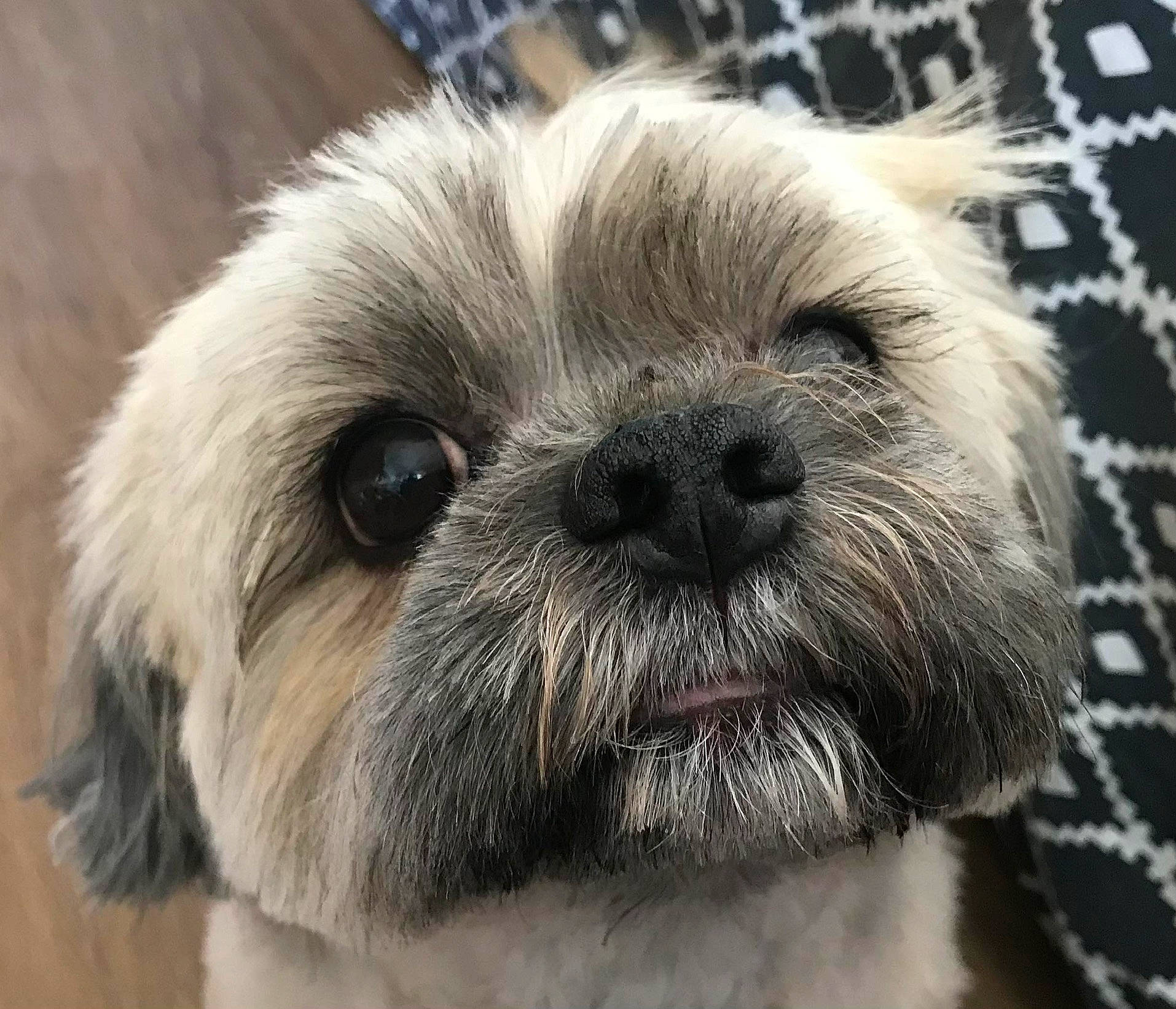 Indy a rejoint le concours — aidez-le/la à gagner de superbes lots ! canidae, carnivore, companion_dog, dog, dog_breed, eye, fawn, fur, head, liver, puppy_love, shih_tzu, small_terrier, snout, sporting_group, terrestrial_animal, toy_dog, whiskers, working_animal, wrinkle