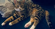 Zoro joined the competition — help win amazing prizes! cat, tabby_cat, pet, feline, indoor, couch, pillow, patterned_pillow, relaxed, stretching, paw_pads, fur, whiskers, ears, tail, home, cozy, resting, animal, domestic
