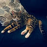 cat, tabby_cat, pet, feline, indoor, couch, pillow, patterned_pillow, relaxed, stretching, paw_pads, fur, whiskers, ears, tail, home, cozy, resting, animal, domestic