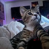 Zoro is registered to the contest to win money with this photo: cat, kitten, tabby, indoor, blanket, cozy, paws, fur, whiskers, face, curious, young, striped, pet, animal, closeup, bedroom, purple_light, soft_light, resting