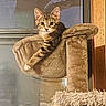 Zoro joined the competition — help win amazing prizes! cat, kitten, tabby, cat_tree, pet, animal, indoor, window, reflection, furniture, cozy, curious, paw, hammock, resting, young, fur, whiskers, ears, looking