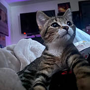 Zoro is registered to the contest to win money with this photo: kitten, tabby, cat, indoor, blanket, bed, cozy, fur, whiskers, ears, eyes, pet, cute, young, feline, looking_up, soft_lighting, purple_light, room, relaxed