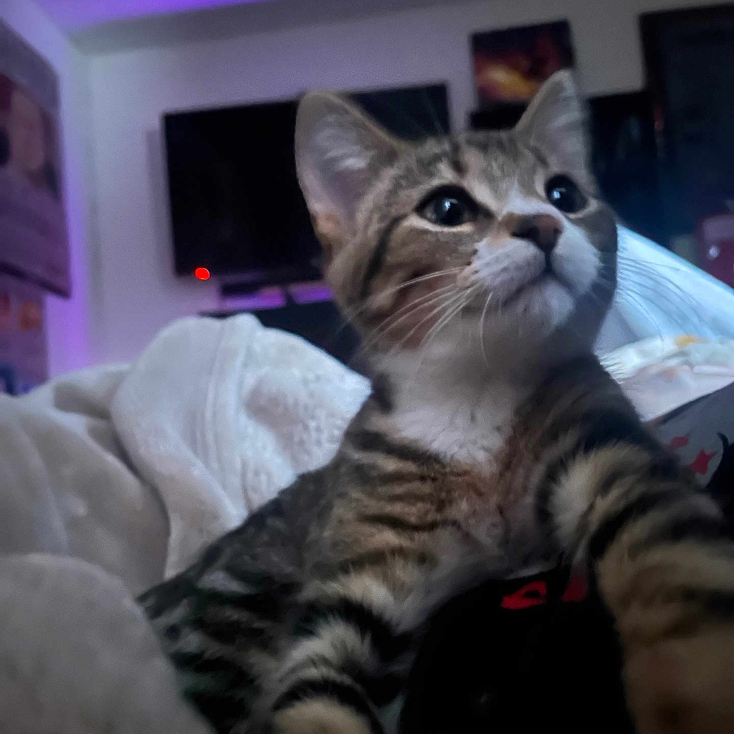 Zoro is registered to the contest to win money with this photo: kitten, tabby, cat, indoor, blanket, bed, cozy, fur, whiskers, ears, eyes, pet, cute, young, feline, looking_up, soft_lighting, purple_light, room, relaxed