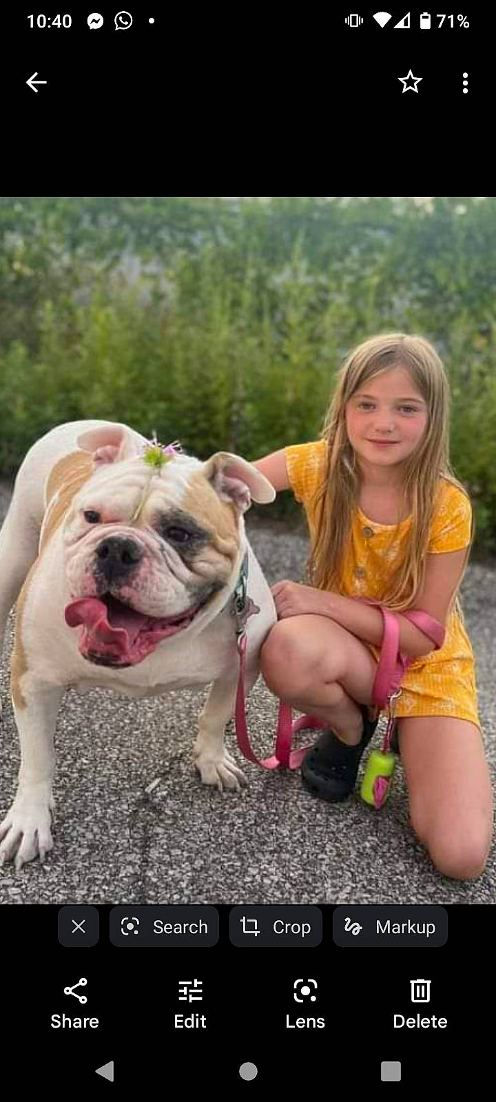 Demi is registered to the contest to win money with this photo: adventure, bulldog, canidae, carnivore, companion_dog, dog, dog_breed, fawn, fun, grass, happy, joy, mammal, people_in_nature, person, pink, smile, snout, sporting_group, toddler