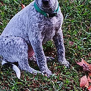 Nova is registered to the contest to win money with this photo: accessories, animal, backyard, bulldog, canine, dog, flower, grass, lawn, leaf, pet, plant, pointer, poodle, puppy, rose, soil, strap, terrier, tree