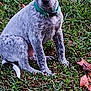 accessories, animal, backyard, bulldog, canine, dog, flower, grass, lawn, leaf, pet, plant, pointer, poodle, puppy, rose, soil, strap, terrier, tree