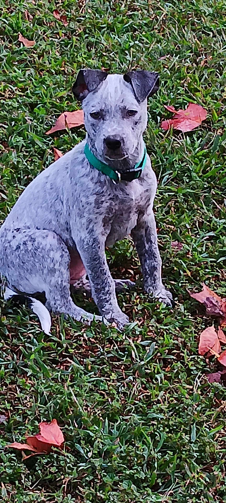 Nova