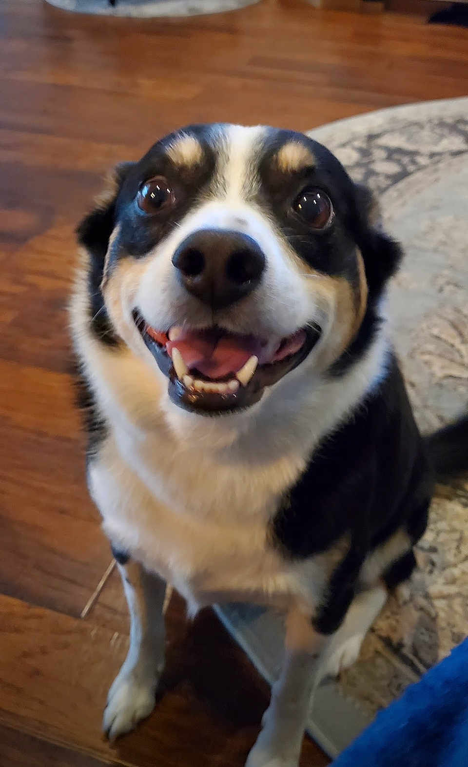 Harley
