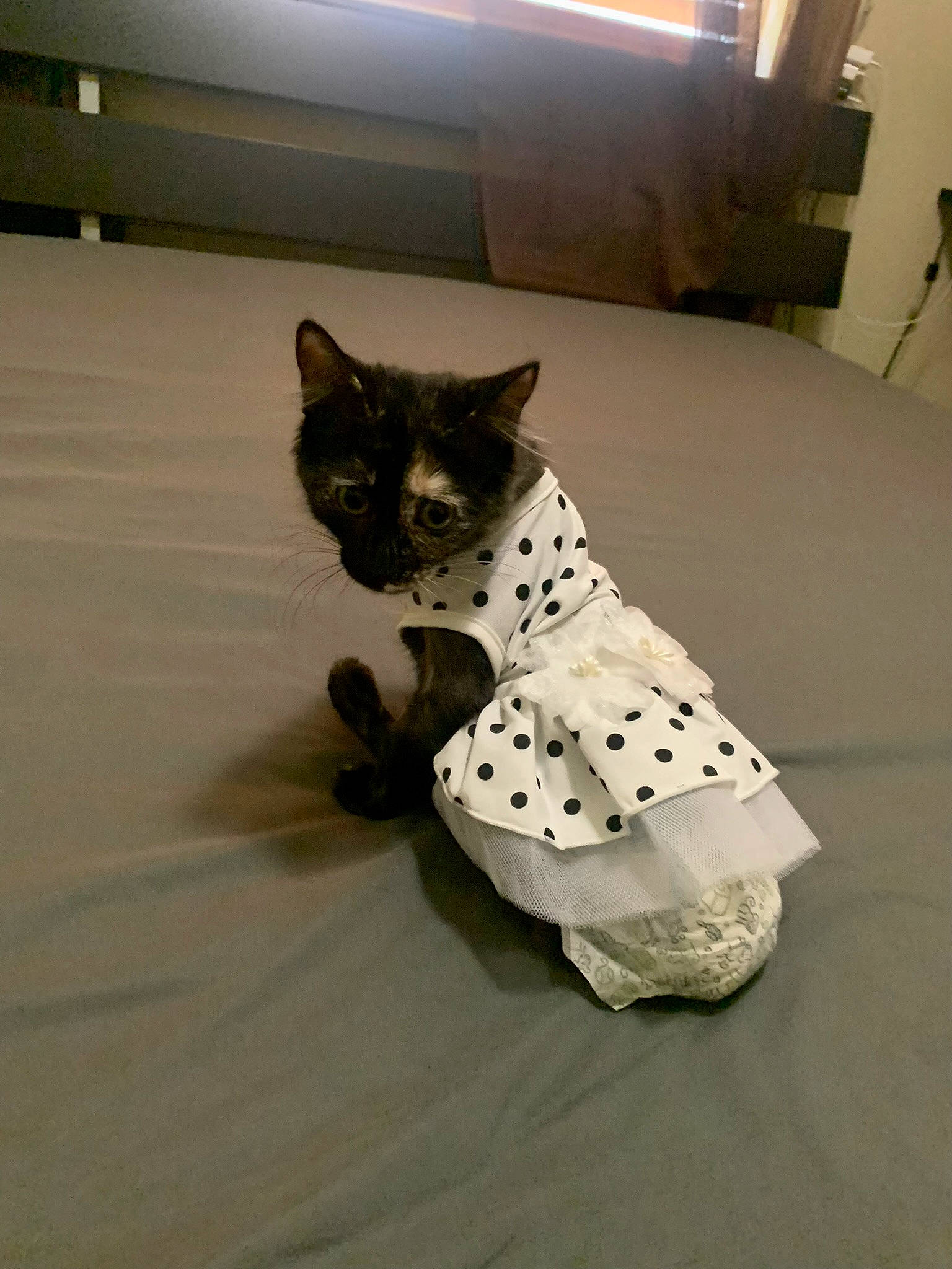 Beatrice is registered to the contest to win money with this photo: art, canidae, carnivore, cat, domestic_short_haired_cat, fawn, felidae, floor, flooring, fur, hardwood, pattern, small_to_medium_sized_cats, snout, tail, terrestrial_animal, toy, visual_arts, whiskers, wood