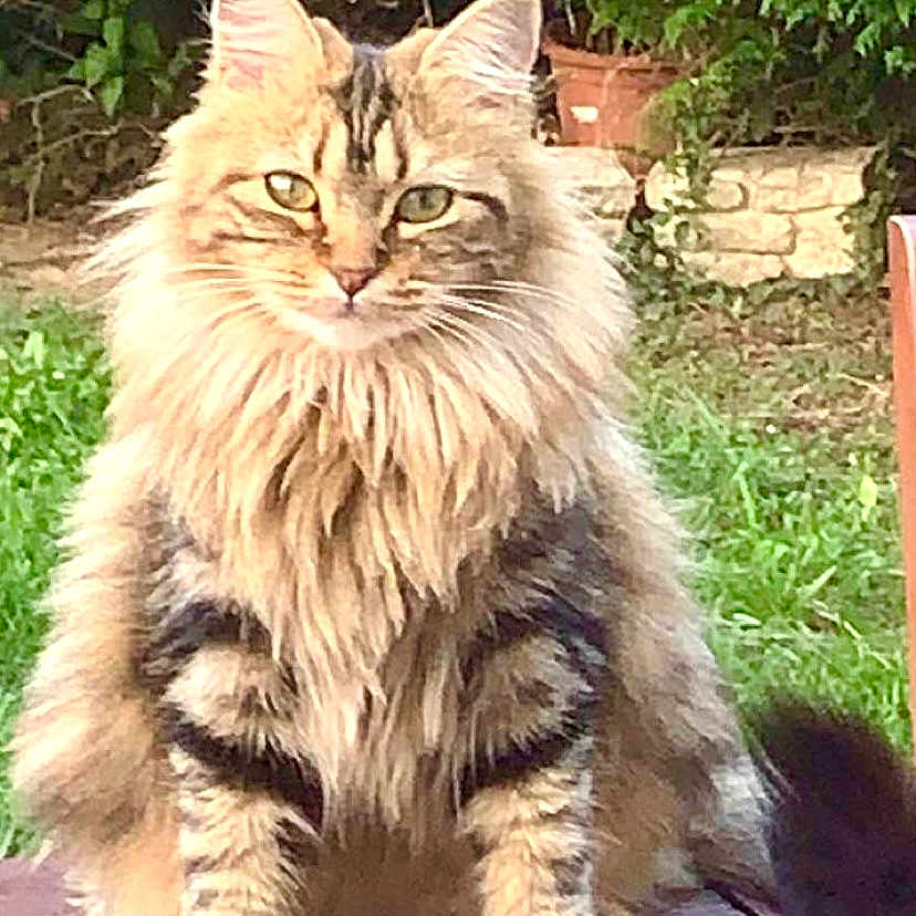 Yüna participe au concours pour gagner de l'argent avec cette photo : angora, animal, architecture, backyard, building, cat, deck, grass, house, housing, manx, nature, outdoors, pet, plant, porch, pottedplant, tree, wood, yard