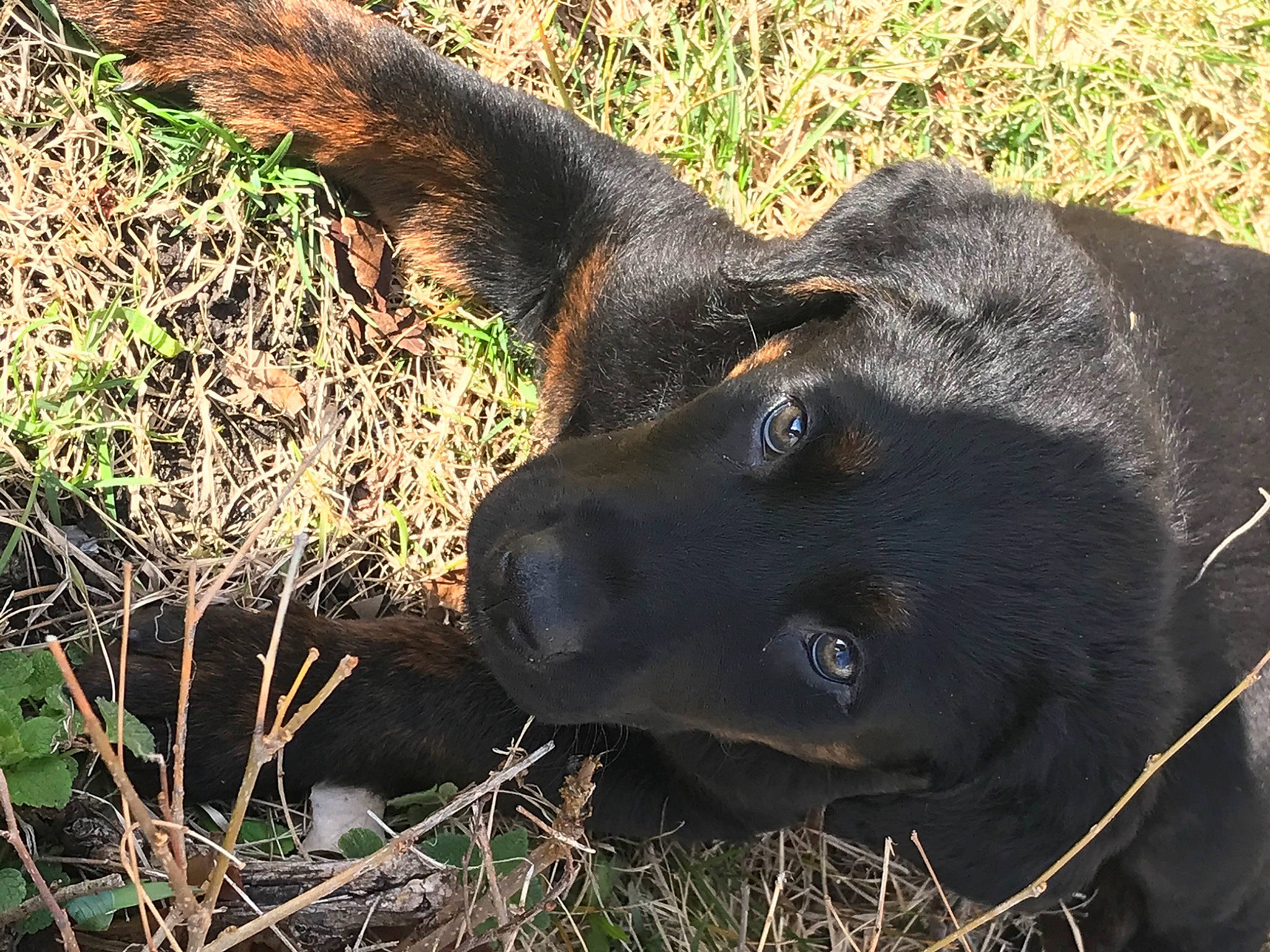 Uno joined the competition — help win amazing prizes! borador, canidae, carnivore, collar, dog, dog_breed, dog_collar, fawn, fur, grass, groundcover, liver, natural_material, plant, retriever, snout, sporting_group, tail, terrestrial_animal, working_animal