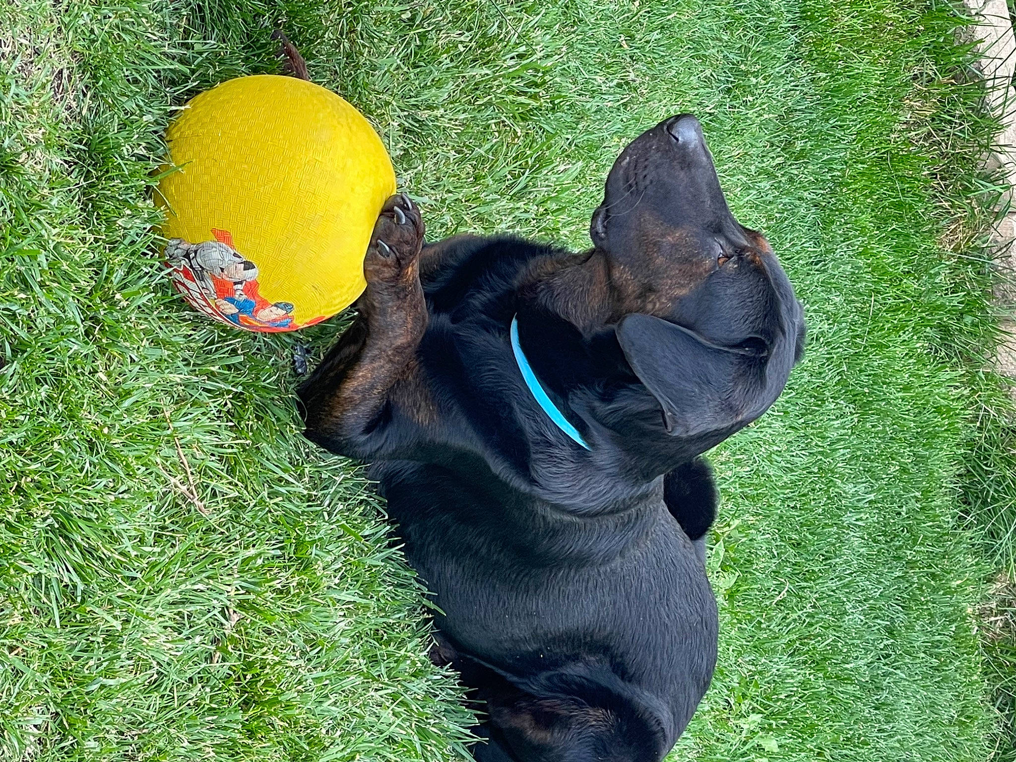 Uno is registered to the contest to win money with this photo: ball, canidae, carnivore, companion_dog, dog, dog_breed, dog_toy, grass, guard_dog, mammal, non_sporting_group, personal_protective_equipment, plant, sporting_group, sports_toy, tail, tennis_ball, terrestrial_animal, toy, working_animal