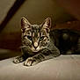 cat, tabby, pet, animal, feline, whiskers, ears, eyes, paws, fur, indoor, closeup, portrait, lying_down, resting, soft_light, cozy, focused, background_blur, domestic