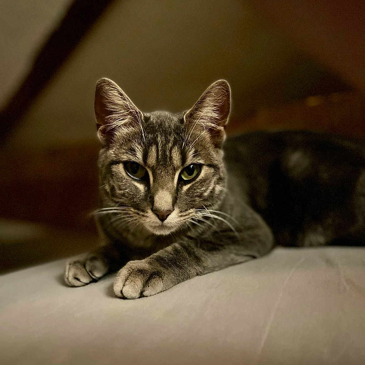 Perle participe au concours pour gagner de l'argent avec cette photo : animal, background_blur, cat, closeup, cozy, domestic, ears, eyes, feline, focused, fur, indoor, lying_down, paws, pet, portrait, resting, soft_light, tabby, whiskers