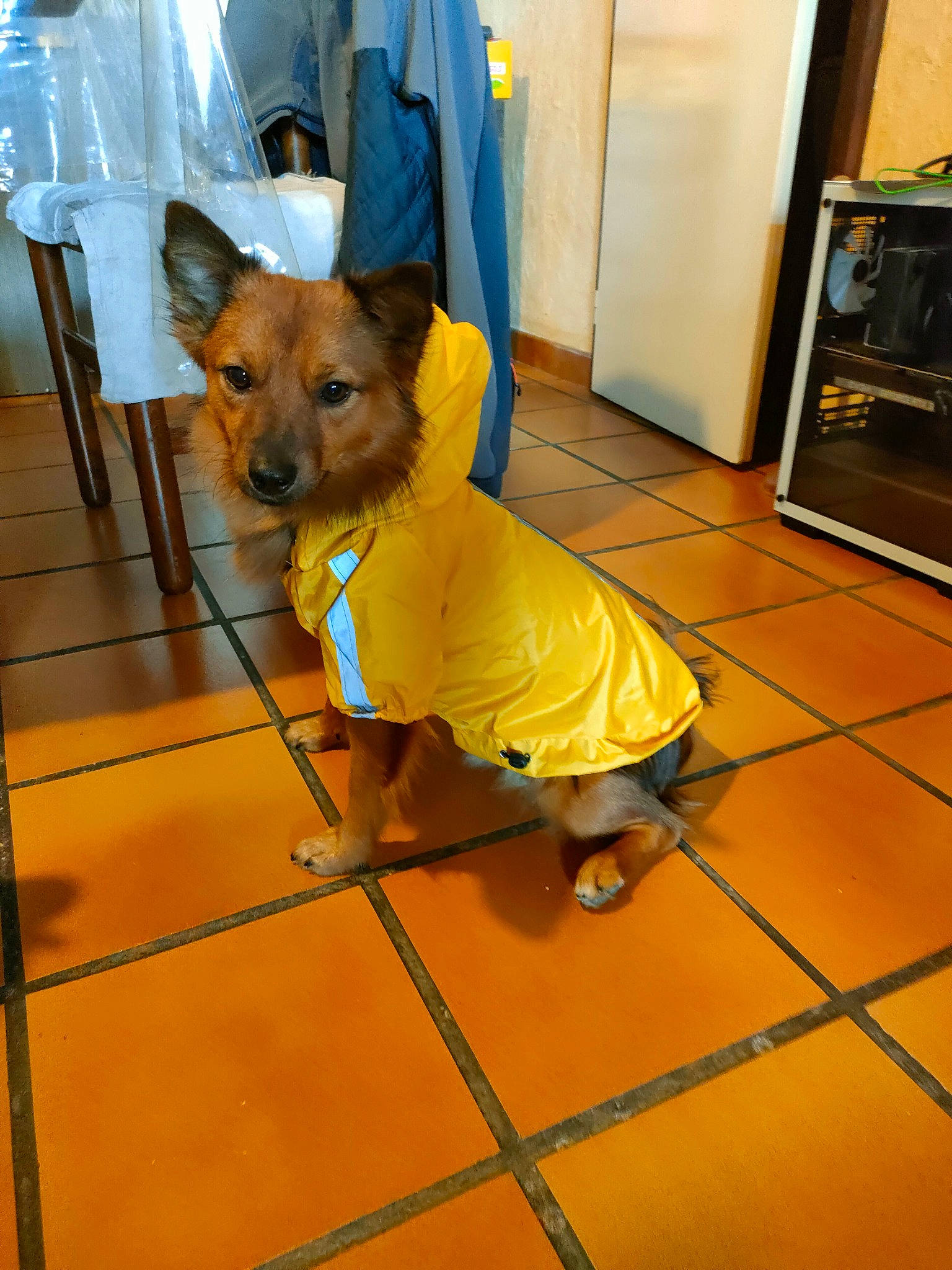 Logan participe au concours pour gagner de l'argent avec cette photo : canidae, carnivore, collar, companion_dog, dog, dog_breed, dog_clothes, dog_collar, dog_supply, door, event, fawn, floor, flooring, leash, pet_supply, snout, sporting_group, toy_dog, working_animal