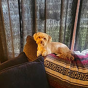 Stewart is registered to the contest to win money with this photo: animal, architecture, armchair, building, canine, chair, cockerspaniel, couch, cushion, dog, furniture, homedecor, indoors, interiordesign, livingroom, pet, poodle, puppy, room, terrier