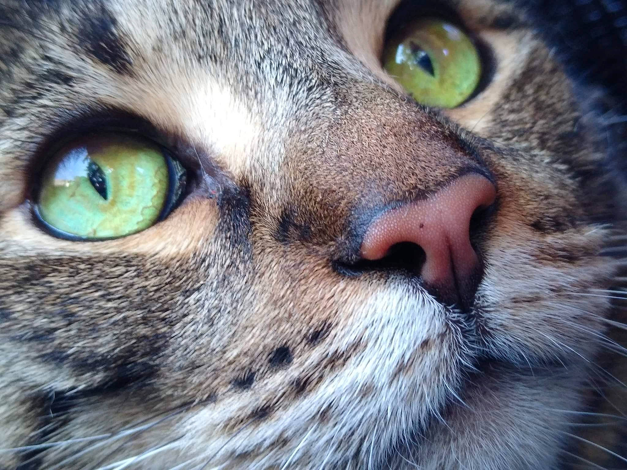 Taz joined the competition — help win amazing prizes! carnivore, cat, close_up, domestic_short_haired_cat, felidae, fur, grass, green, iris, lynx, macro_photography, small_to_medium_sized_cats, snout, terrestrial_animal, tree, vertebrate, whiskers, wildlife
