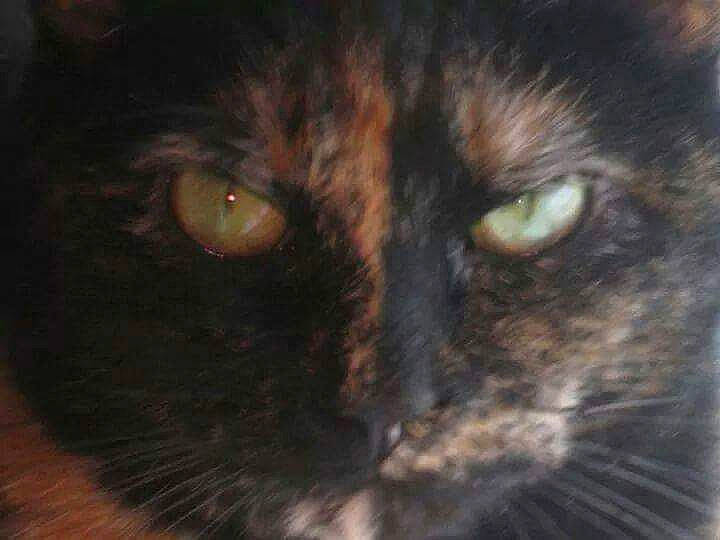 Nica is registered to the contest to win money with this photo: black_cat, bombay, carnivore, cat, darkness, domestic_short_haired_cat, felidae, fur, mammal, small_to_medium_sized_cats, snout, terrestrial_animal, whiskers, wildlife