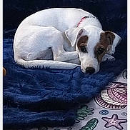 Bella participe au concours pour gagner de l'argent avec cette photo : dog, puppy, small_dog, white_fur, brown_patches, lying_down, sleepy, resting, pet, animal, portrait, indoors, blanket, blue_blanket, patterned_fabric, close_up, curled_up, collar, cute, messaging_interface