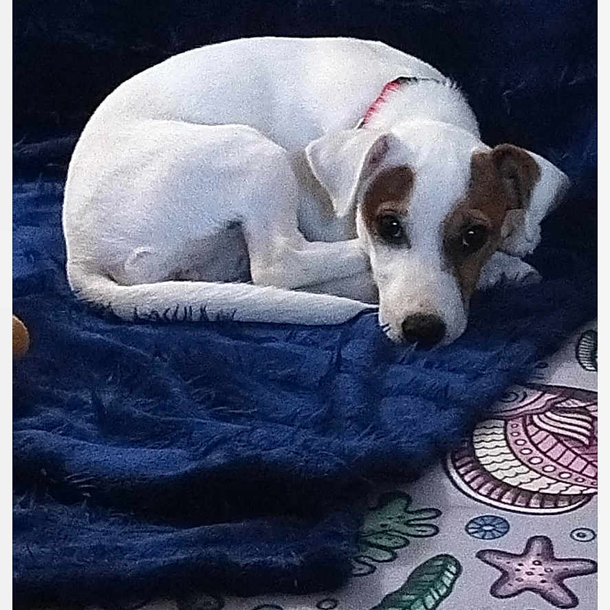 Bella participe au concours pour gagner de l'argent avec cette photo : dog, puppy, small_dog, white_fur, brown_patches, lying_down, sleepy, resting, pet, animal, portrait, indoors, blanket, blue_blanket, patterned_fabric, close_up, curled_up, collar, cute, messaging_interface
