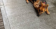 Brownie a rejoint le concours — aidez-le/la à gagner de superbes lots ! dog, german_shepherd, lying_down, concrete, path, outdoor, greenery, sidewalk, animal, pet, canine, fur, ears, tail, collar, resting, nature, daylight, quiet, calm