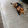 dog, german_shepherd, lying_down, concrete, path, outdoor, greenery, sidewalk, animal, pet, canine, fur, ears, tail, collar, resting, nature, daylight, quiet, calm